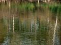 adda (5)